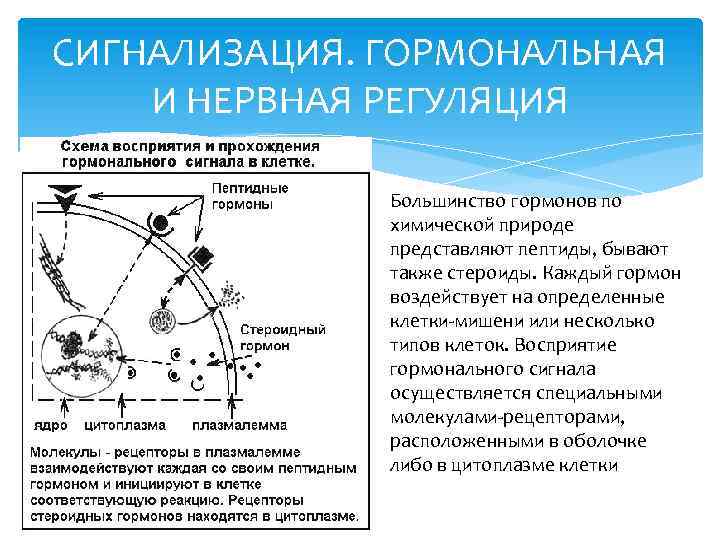 СИГНАЛИЗАЦИЯ. ГОРМОНАЛЬНАЯ И НЕРВНАЯ РЕГУЛЯЦИЯ Большинство гормонов по химической природе представляют пептиды, бывают также