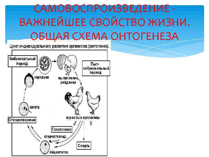 САМОВОСПРОИЗВЕДЕНИЕ - ВАЖНЕЙШЕЕ СВОЙСТВО ЖИЗНИ. ОБЩАЯ СХЕМА ОНТОГЕНЕЗА 