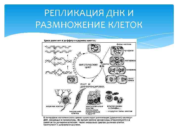 РЕПЛИКАЦИЯ ДНК И РАЗМНОЖЕНИЕ КЛЕТОК 