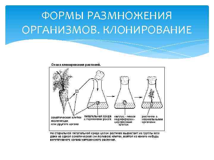 ФОРМЫ РАЗМНОЖЕНИЯ ОРГАНИЗМОВ. КЛОНИРОВАНИЕ 