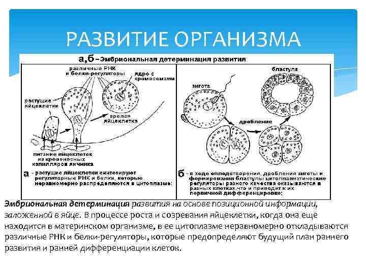 РАЗВИТИЕ ОРГАНИЗМА Эмбриональная детерминация развития на основе позиционной информации, заложенной в яйце. В процессе