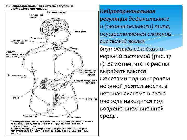 Нейрогормональная регуляция дефинитивног о (окончательного) типа, осуществляемая сложной системой желез внутренней секреции и нервной