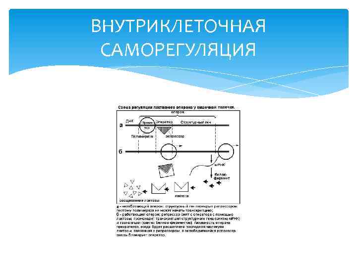 ВНУТРИКЛЕТОЧНАЯ САМОРЕГУЛЯЦИЯ 