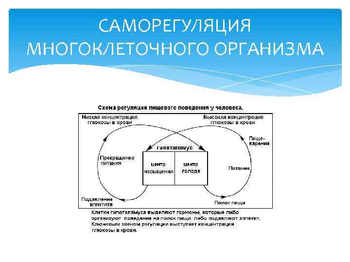 САМОРЕГУЛЯЦИЯ МНОГОКЛЕТОЧНОГО ОРГАНИЗМА 