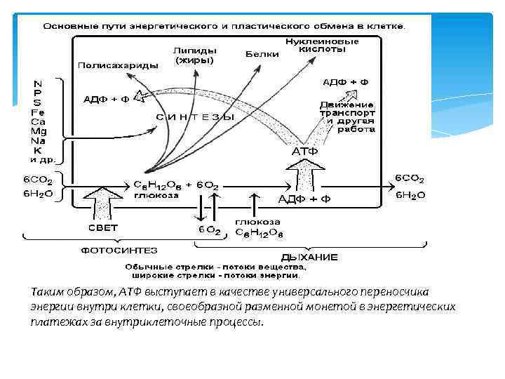 Таким образом, АТФ выступает в качестве универсального переносчика энергии внутри клетки, своеобразной разменной монетой