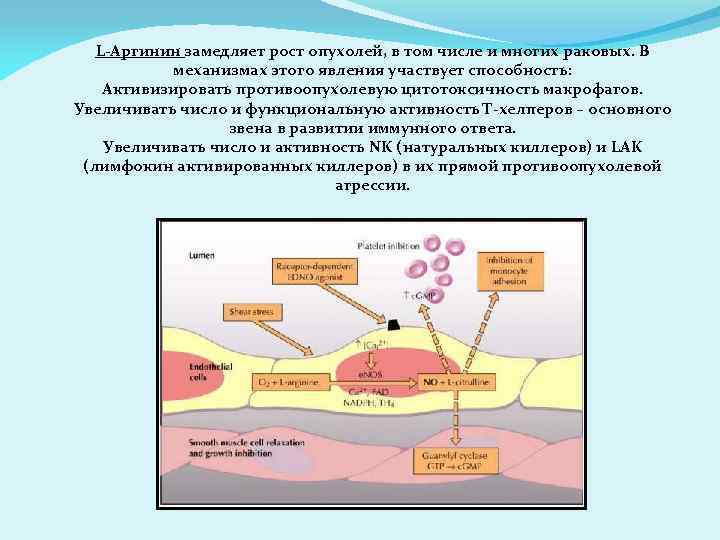 L-Аргинин замедляет рост опухолей, в том числе и многих раковых. В механизмах этого явления