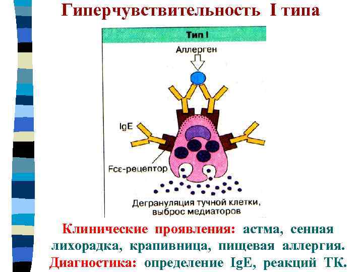 Гиперчувствительность I типа Клинические проявления: астма, сенная лихорадка, крапивница, пищевая аллергия. Диагностика: определение Ig.