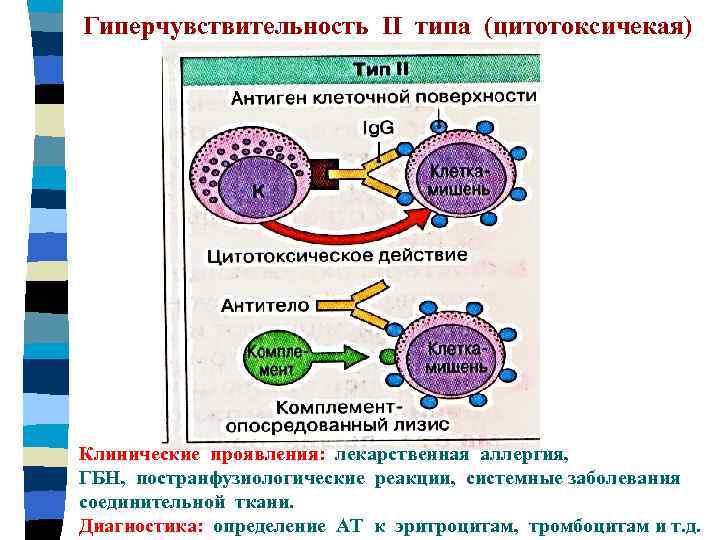 Гиперчувствительность II типа (цитотоксичекая) Клинические проявления: лекарственная аллергия, ГБН, постранфузиологические реакции, системные заболевания соединительной