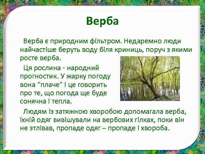 Верба є природним фільтром. Недаремно люди найчастіше беруть воду біля криниць, поруч з якими
