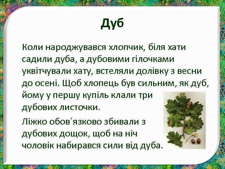 Дуб Коли народжувався хлопчик, біля хати садили дуба, а дубовими гілочками уквітчували хату, встеляли