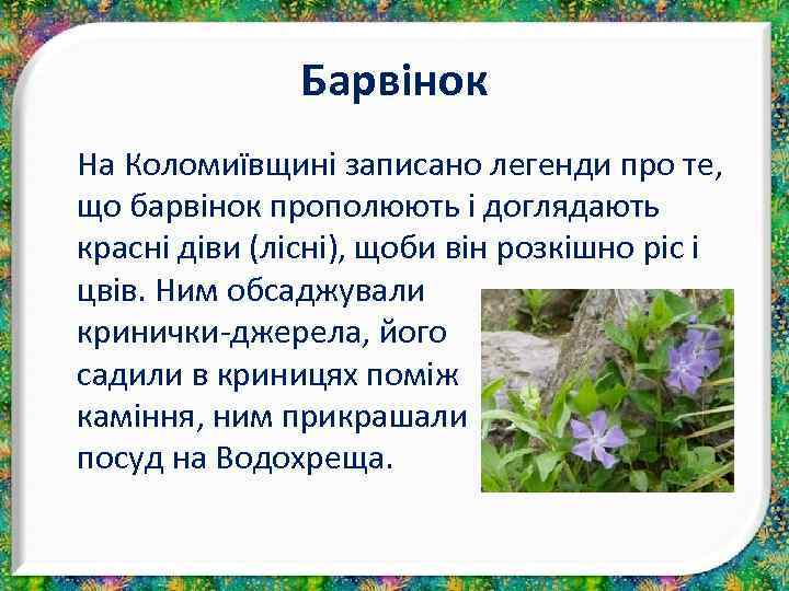 Барвінок На Коломиївщині записано легенди про те, що барвінок прополюють і доглядають красні діви