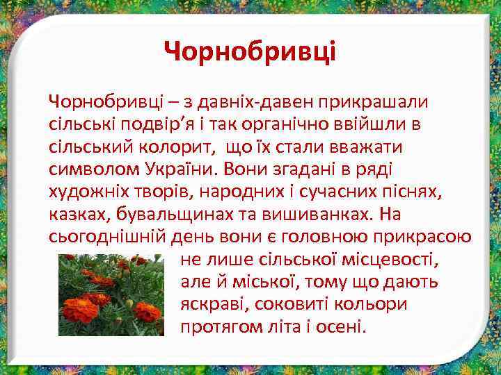 Чорнобривці – з давніх-давен прикрашали сільські подвір’я і так органічно ввійшли в сільський колорит,