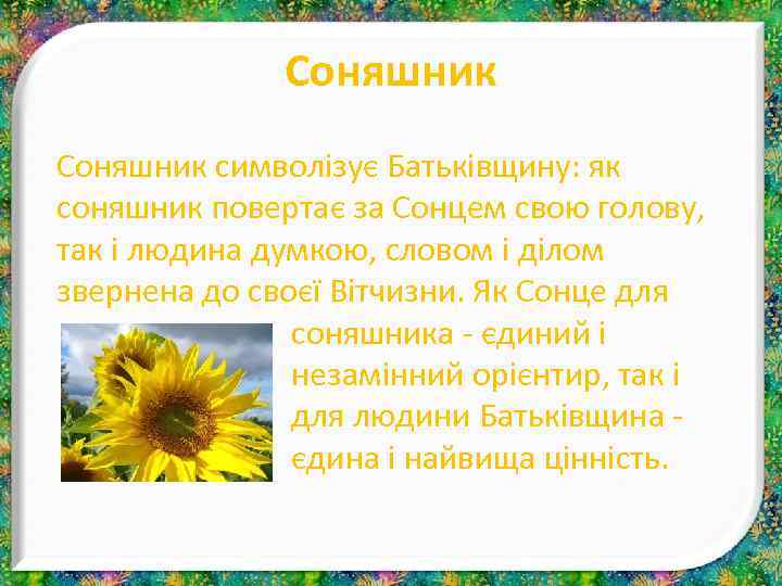 Соняшник символізує Батьківщину: як соняшник повертає за Сонцем свою голову, так і людина думкою,
