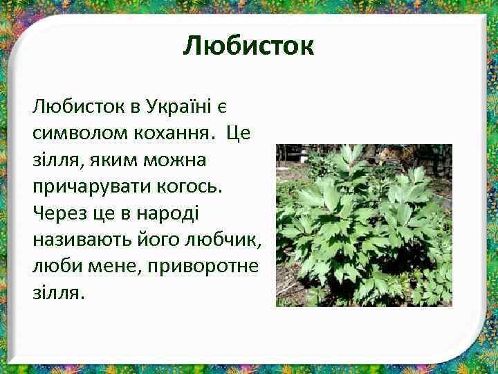 Любисток в Україні є символом кохання. Це зілля, яким можна причарувати когось. Через це