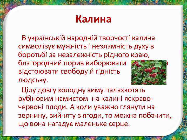 Калина В українській народній творчості калина символізує мужність і незламність духу в боротьбі за