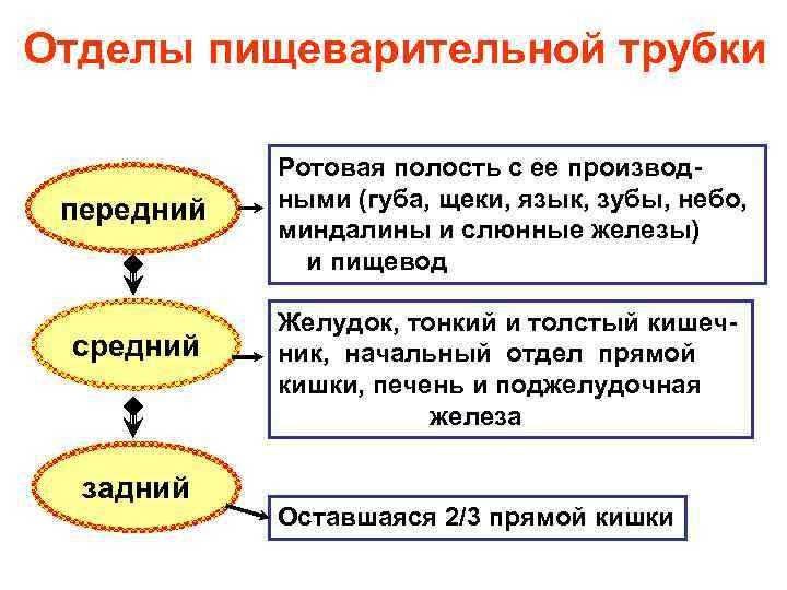 Отделы пищеварительной трубки передний средний задний Ротовая полость с ее производными (губа, щеки, язык,
