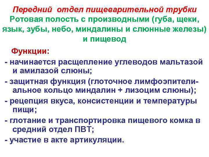 Передний отдел пищеварительной трубки Ротовая полость с производными (губа, щеки, язык, зубы, небо, миндалины