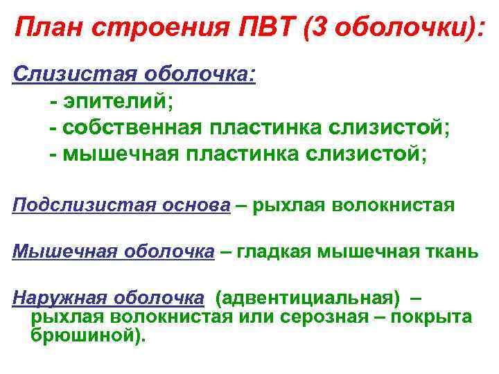 План строения ПВТ (3 оболочки): Слизистая оболочка: - эпителий; - собственная пластинка слизистой; -