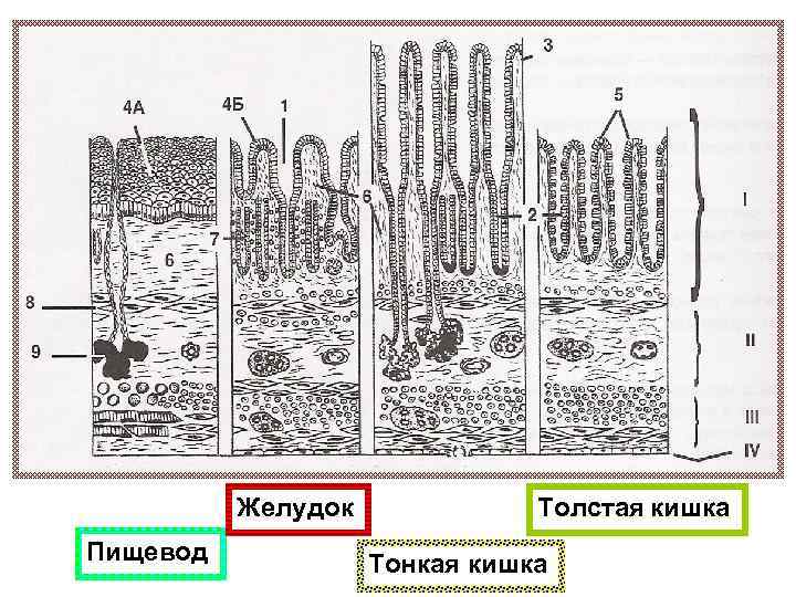 Желудок Пищевод Толстая кишка Тонкая кишка 