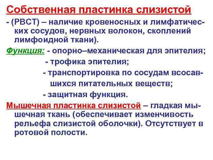 Собственная пластинка слизистой - (РВСТ) – наличие кровеносных и лимфатических сосудов, нервных волокон, скоплений