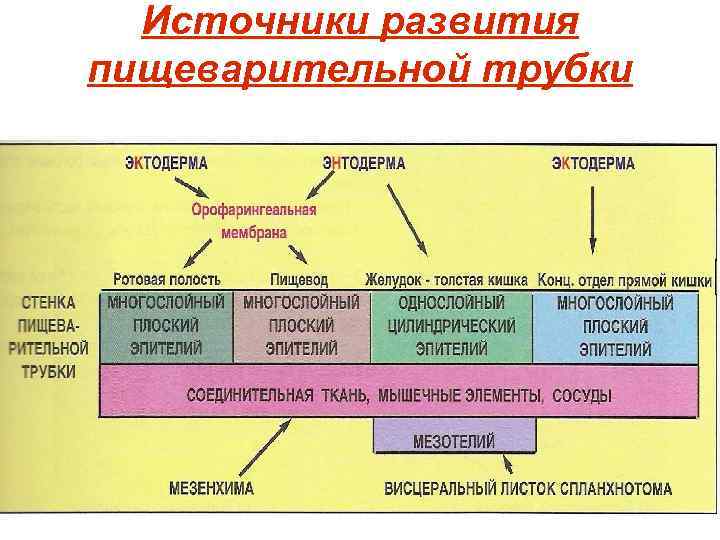 Источники развития пищеварительной трубки 