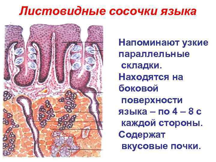 Листовидные сосочки языка Напоминают узкие параллельные складки. Находятся на боковой поверхности языка – по