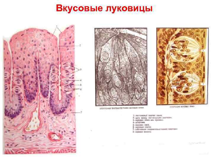 Вкусовые луковицы 
