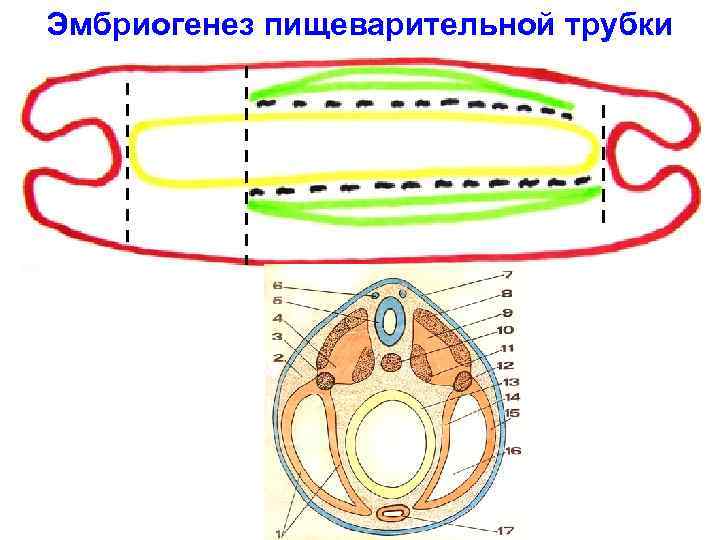 Эмбриогенез пищеварительной трубки 