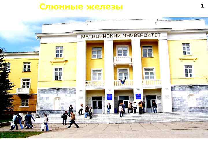 Слюнные железы 1 