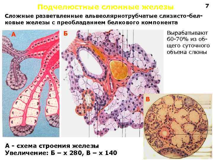 Подчелюстные слюнные железы 7 Сложные разветвленные альвеолярнотрубчатые слизисто-белковые железы с преобладанием белкового компонента А