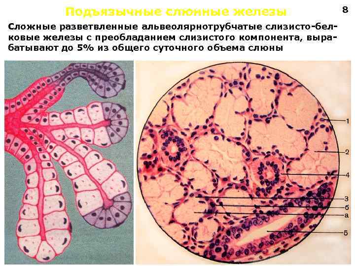 Подъязычные слюнные железы Сложные разветвленные альвеолярнотрубчатые слизисто-белковые железы с преобладанием слизистого компонента, вырабатывают до