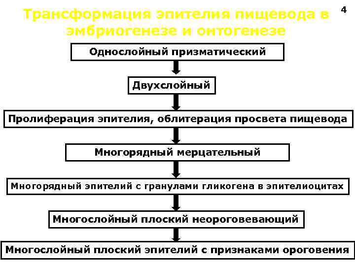 Трансформация эпителия пищевода в эмбриогенезе и онтогенезе 4 Однослойный призматический Двухслойный Пролиферация эпителия, облитерация