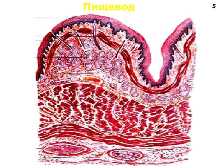 Пищевод Б 5 