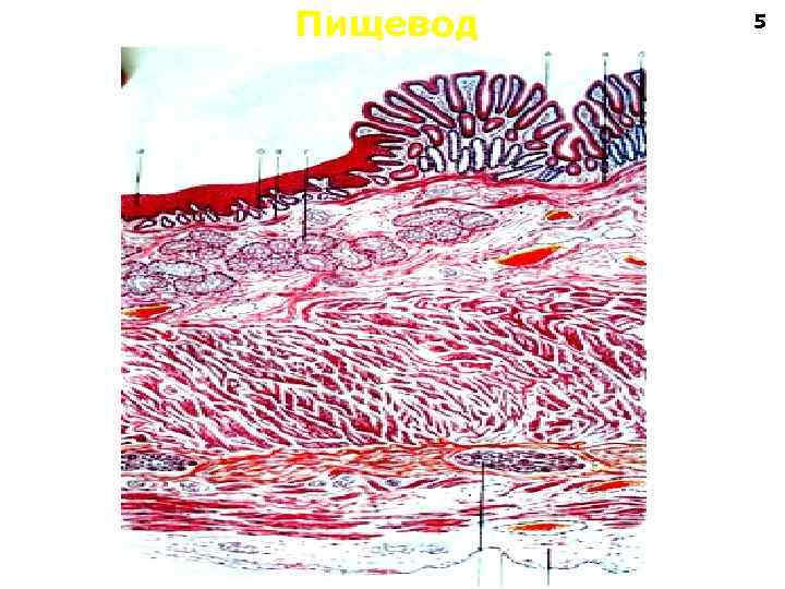 Пищевод 5 