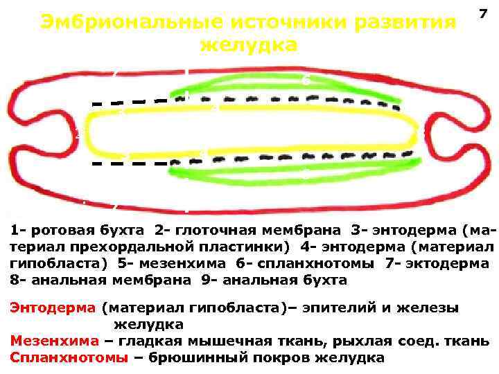 Эмбриональные источники развития желудка 7 6 4 3 1 7 5 2 8 9