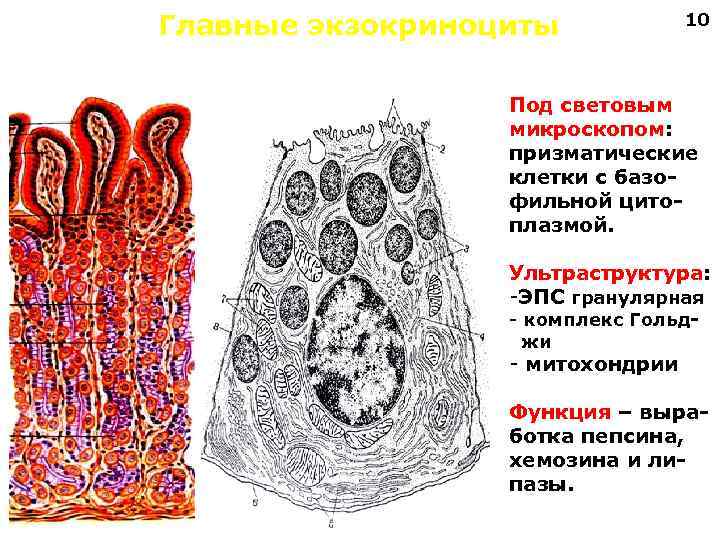 Главные экзокриноциты 10 Под световым микроскопом: призматические клетки с базофильной цитоплазмой. Ультраструктура: -ЭПС гранулярная