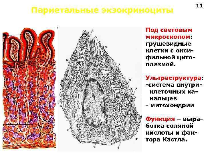 Париетальные клетки желудка. Париетальные экзокриноциты. Грушевидные клетки. Париетальные клетки. Функции париетальных клеток желудка.