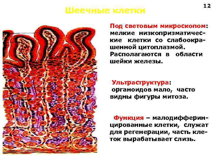 Шеечные клетки 12 Под световым микроскопом: мелкие низкопризматические клетки со слабоокрашенной цитоплазмой. Располагаются в