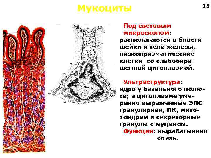 Мукоциты 13 Под световым микроскопом: располагаются в бласти шейки и тела железы, низкопризматические клетки