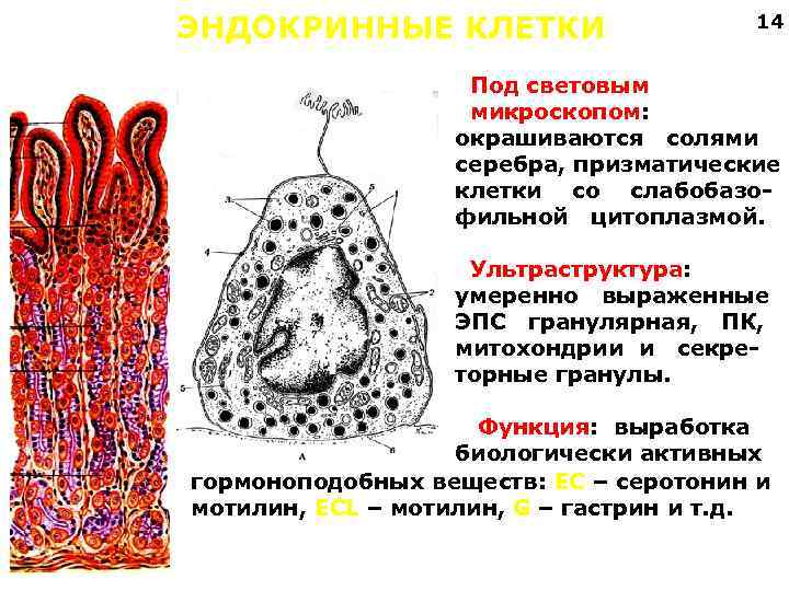 ЭНДОКРИННЫЕ КЛЕТКИ 14 Под световым микроскопом: окрашиваются солями серебра, призматические клетки со слабобазофильной цитоплазмой.