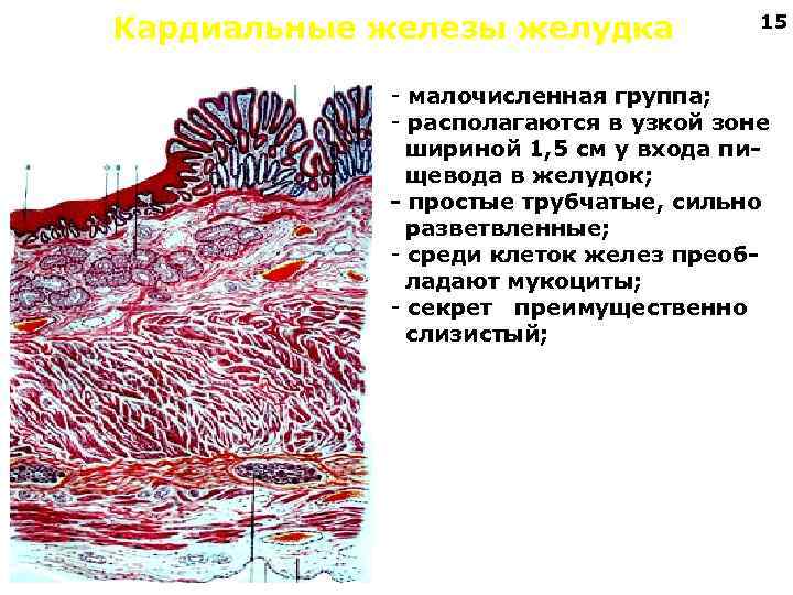Кардиальные железы желудка 15 - малочисленная группа; - располагаются в узкой зоне шириной 1,