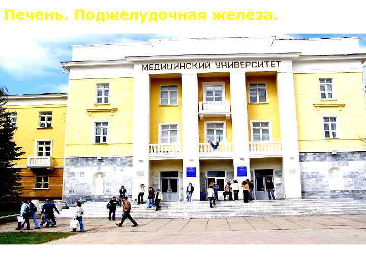 Печень. Поджелудочная железа. 