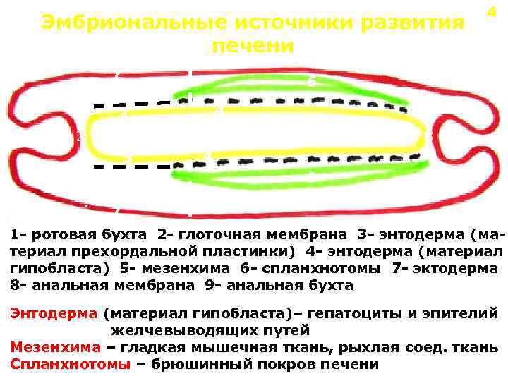 Эмбриональные источники развития печени 7 6 4 3 1 4 5 2 8 9