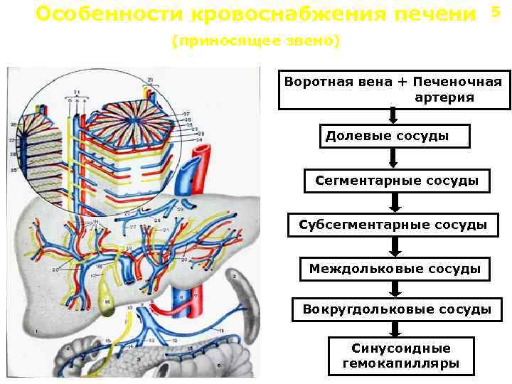 Особенности кровоснабжения печени 5 (приносящее звено) Воротная вена + Печеночная артерия Долевые сосуды Сегментарные