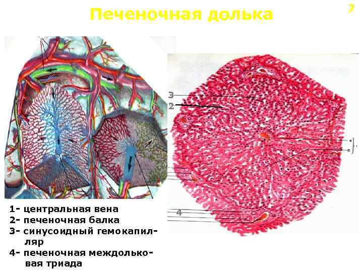 Печеночная долька 3 2 1 - центральная вена 2 - печеночная балка 3 -