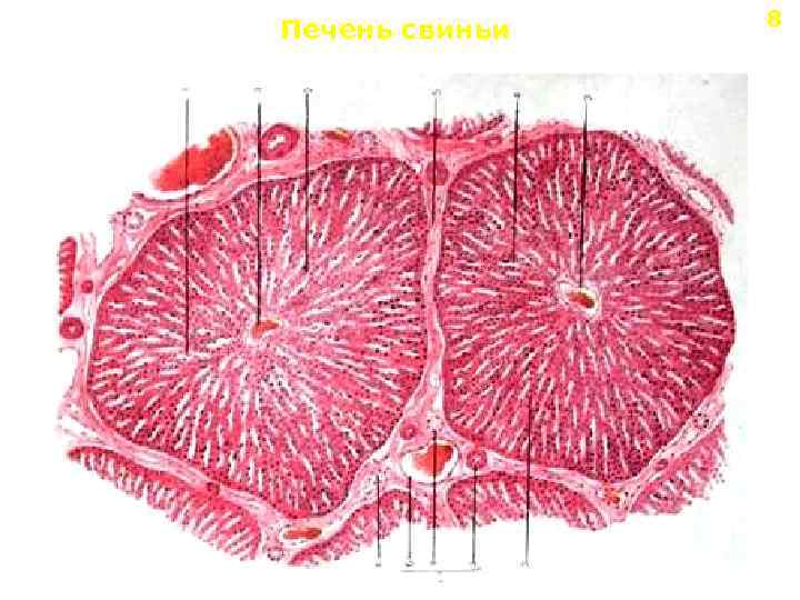 Печень свиньи 8 