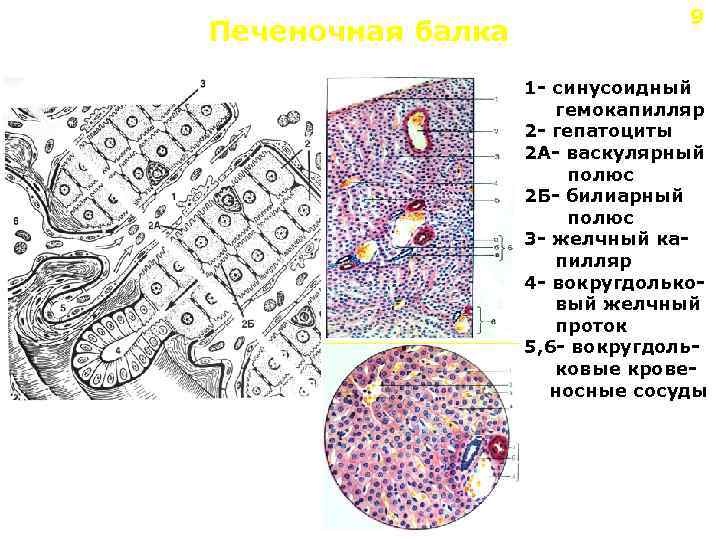 Печеночная балка 9 1 - синусоидный гемокапилляр 2 - гепатоциты 2 А- васкулярный полюс
