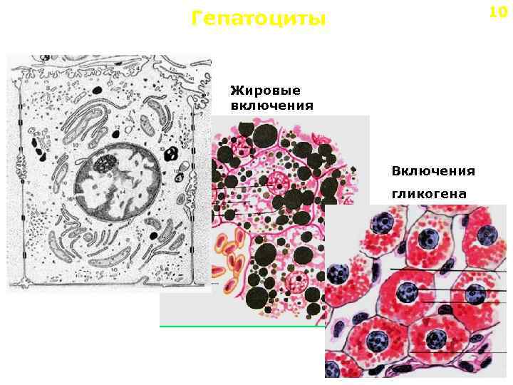 10 Гепатоциты Жировые включения Включения гликогена 