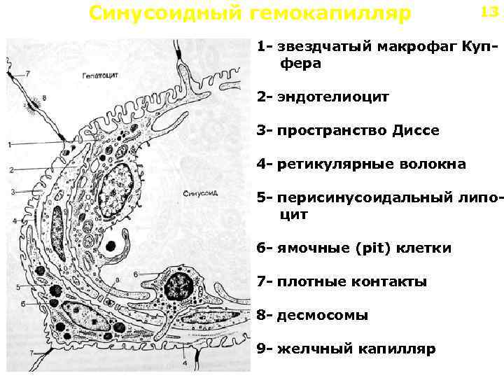 Синусоидный гемокапилляр 13 1 - звездчатый макрофаг Купфера 2 - эндотелиоцит 3 - пространство