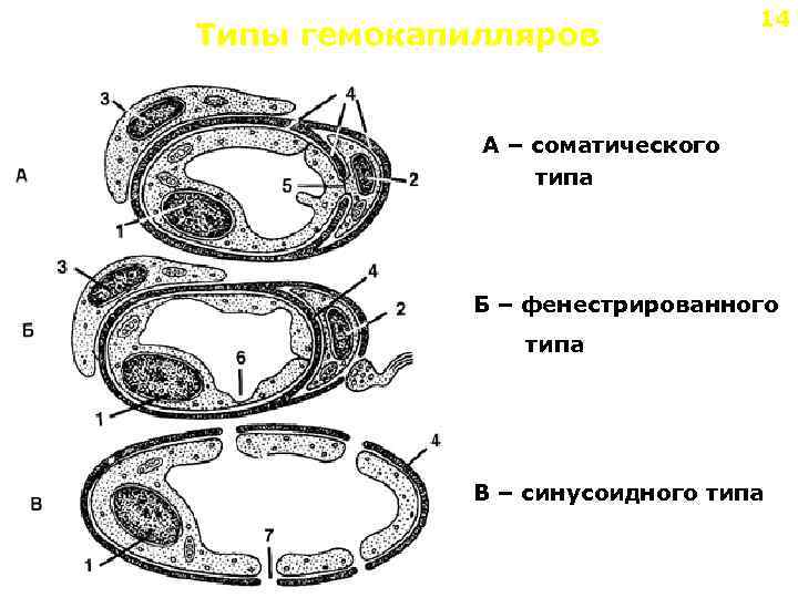 Типы гемокапилляров 14 А – соматического типа Б – фенестрированного типа В – синусоидного
